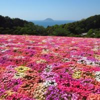 能古島の５月の花々