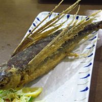 屋久島でサバを食べる