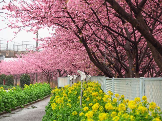三浦 海岸 桜 まつり