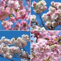 松前公園の桜（４）～松前生まれの桜など