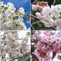 松前公園の桜（４）～松前生まれの桜など