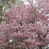 伊達・有珠善光寺の桜と春の花々