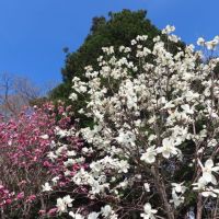 札幌・北海道神宮と円山公園の桜（後編）