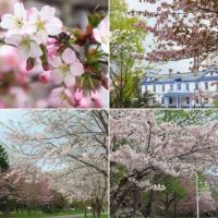 札幌・森林総合研究所の桜など