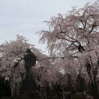 府中・東郷寺の満開のしだれ桜