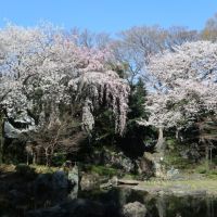 靖国神社のさまざまな桜